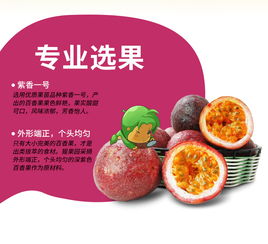舌尖上的广西风情 百香果干的自然酸甜之旅